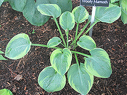 Woolly Mammoth Hosta (Hosta 'Woolly Mammoth') at Lakeshore Garden Centres