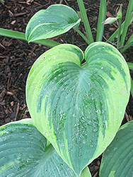 Woolly Mammoth Hosta (Hosta 'Woolly Mammoth') at Lakeshore Garden Centres