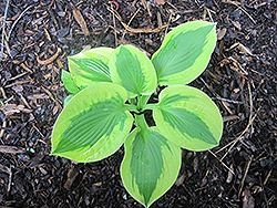 Tropical Storm Hosta (Hosta 'Tropical Storm') at Lakeshore Garden Centres