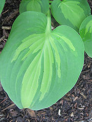 Olive Branch Hosta (Hosta 'Olive Branch') at Lakeshore Garden Centres