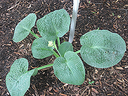 Clear Fork River Valley Hosta (Hosta 'Clear Fork River Valley') at Lakeshore Garden Centres