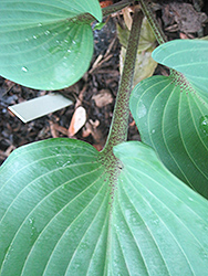 Cinnamon Sticks Hosta (Hosta 'Cinnamon Sticks') at Lakeshore Garden Centres