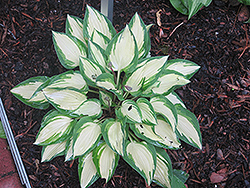 Island Charm Hosta (Hosta 'Island Charm') at Lakeshore Garden Centres