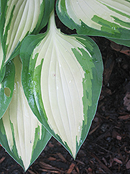 Island Charm Hosta (Hosta 'Island Charm') at Lakeshore Garden Centres