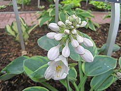 Jack of Diamonds Hosta (Hosta 'Jack of Diamonds') at Lakeshore Garden Centres