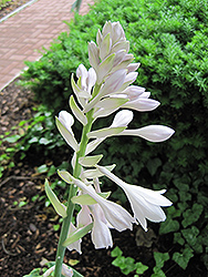 Millennium Hosta (Hosta 'Millennium') at Lakeshore Garden Centres