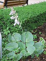Millennium Hosta (Hosta 'Millennium') at Lakeshore Garden Centres