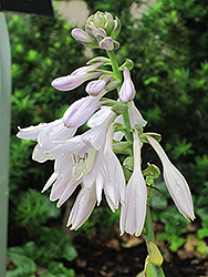 Lunar Orbit Hosta (Hosta 'Lunar Orbit') at Lakeshore Garden Centres