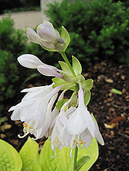 English Sunrise Hosta (Hosta 'English Sunrise') at Lakeshore Garden Centres
