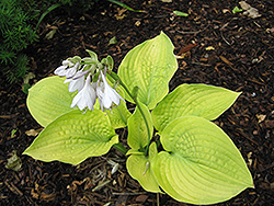 English Sunrise Hosta (Hosta 'English Sunrise') at Lakeshore Garden Centres