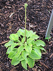 Silver Threads And Golden Needles Hosta (Hosta 'Silver Threads And Golden Needles') at Lakeshore Garden Centres
