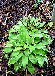 Hidden Cove Hosta (Hosta 'Hidden Cove') at Lakeshore Garden Centres