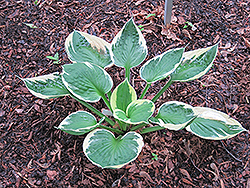 Karin Hosta (Hosta 'Karin') at Lakeshore Garden Centres