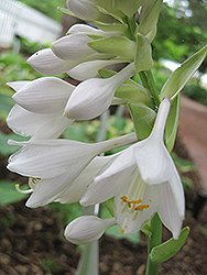 Rosedale Golden Goose Hosta (Hosta 'Rosedale Golden Goose') at Lakeshore Garden Centres