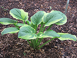 Unforgettable Hosta (Hosta 'Unforgettable') at Lakeshore Garden Centres