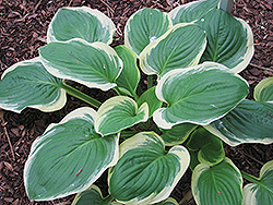 Sweet Innocence Hosta (Hosta 'Sweet Innocence') at Lakeshore Garden Centres