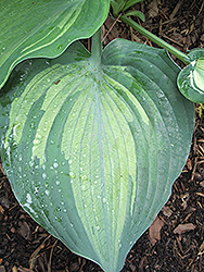 Lakeside Shoremaster Hosta (Hosta 'Lakeside Shoremaster') at Lakeshore Garden Centres