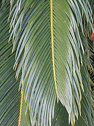 Japanese Sago Palm (Cycas revoluta) at Golden Acre Home & Garden