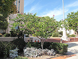 Hong Kong Orchid Tree (Bauhinia x blakeana) at Lakeshore Garden Centres
