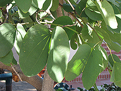 Hong Kong Orchid Tree (Bauhinia x blakeana) at Lakeshore Garden Centres