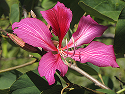 Hong Kong Orchid Tree (Bauhinia x blakeana) at Lakeshore Garden Centres