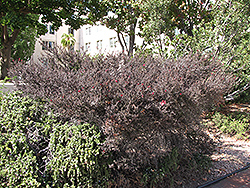 Ruby Glow Tea-Tree (Leptospermum scoparium 'Ruby Glow') at Lakeshore Garden Centres