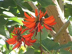 Coast Coral Tree (Erythrina caffra) at Lakeshore Garden Centres