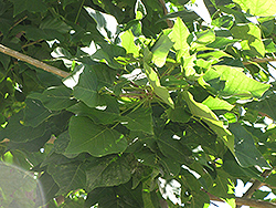 Coast Coral Tree (Erythrina caffra) at Lakeshore Garden Centres