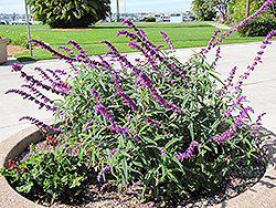 Midnight Mexican Sage (Salvia leucantha 'Midnight') at Lakeshore Garden Centres