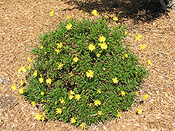 Green Leafed Euryops (Euryops pectinatus 'Viridis') at Lakeshore Garden Centres
