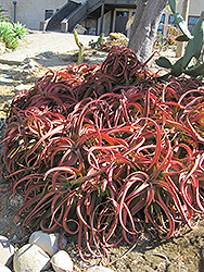 Red Aloe (Aloe cameronii) at Lakeshore Garden Centres