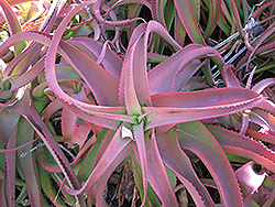 Red Aloe (Aloe cameronii) at Lakeshore Garden Centres