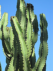 African Candelabra (Euphorbia ammak) at Lakeshore Garden Centres
