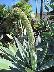 Nova Foxtail Agave (Agave attenuata 'Nova') at Lakeshore Garden Centres