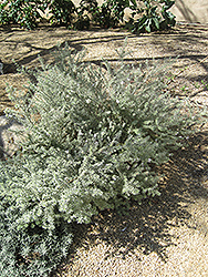Morning Light Coast Rosemary (Westringia fruticosa 'Morning Light') at Lakeshore Garden Centres
