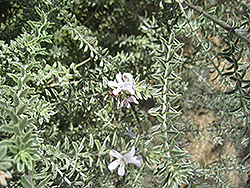 Morning Light Coast Rosemary (Westringia fruticosa 'Morning Light') at Lakeshore Garden Centres