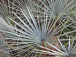 Blue Mediterranean Fan Palm (Chamaerops humilis var. cerifera) at Lakeshore Garden Centres
