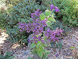 Peruvian Heliotrope (Heliotropium peruvianum) at Lakeshore Garden Centres