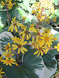 Silver Leopard Plant (Farfugium japonicum 'Argenteum') at Lakeshore Garden Centres
