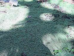 Mosquito Fern (Azolla filiculoides) at Lakeshore Garden Centres