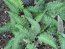 Rabbit's Foot Fern (Polypodium aureum) at Lakeshore Garden Centres