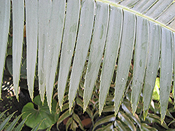 Giant Dioon (Dioon spinulosum) at Lakeshore Garden Centres