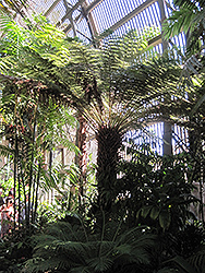 Soft Tree Fern (Dicksonia antarctica) at Lakeshore Garden Centres