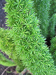 Cape Morgan Foxtail Fern (Asparagus densiflorus 'Cape Morgan') at Lakeshore Garden Centres