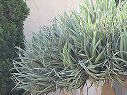 Dragon Tree (Dracaena draco) at Lakeshore Garden Centres