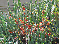 Dragon Tree (Dracaena draco) at Lakeshore Garden Centres