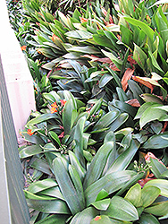 Belgian Hybrid Orange Clivia (Clivia x miniata 'Belgian Hybrid Orange') at Lakeshore Garden Centres