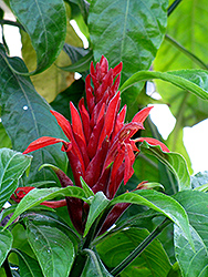Cardinal's Guard (Pachystachys coccinea) at Lakeshore Garden Centres