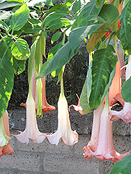 Ecuador Pink Angel's Trumpet (Brugmansia 'Ecuador Pink') at Lakeshore Garden Centres