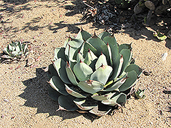 Palmer's Agave (Agave palmeri) at Lakeshore Garden Centres